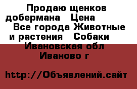 Продаю щенков добермана › Цена ­ 45 000 - Все города Животные и растения » Собаки   . Ивановская обл.,Иваново г.